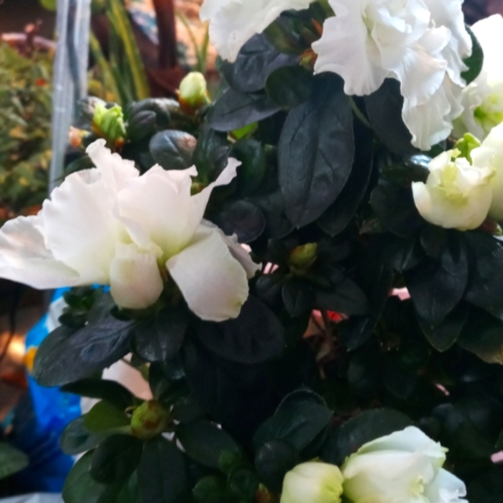 Plant: Azalea - Picture 5 of 7